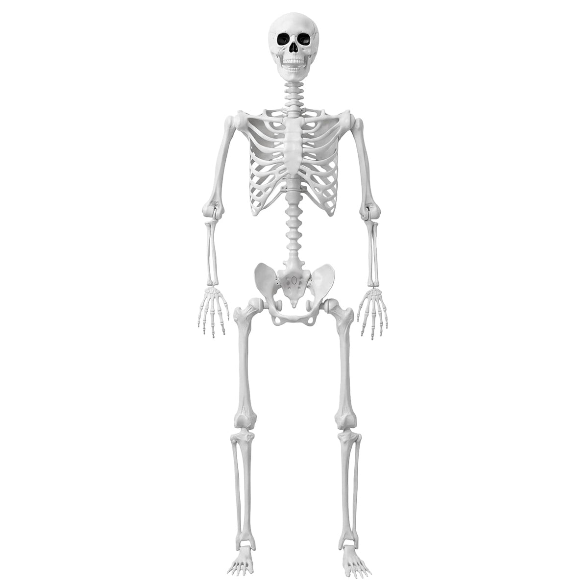 Life Size Human Skeleton with Posable Joint U969
