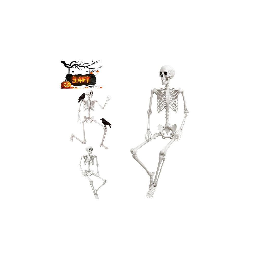 Life Size Human Skeleton with Posable Joint U969