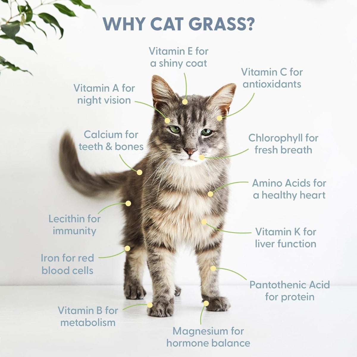 Organic Cat Grass Seed and Coco Coir Soil Disks 3 Pack X27447