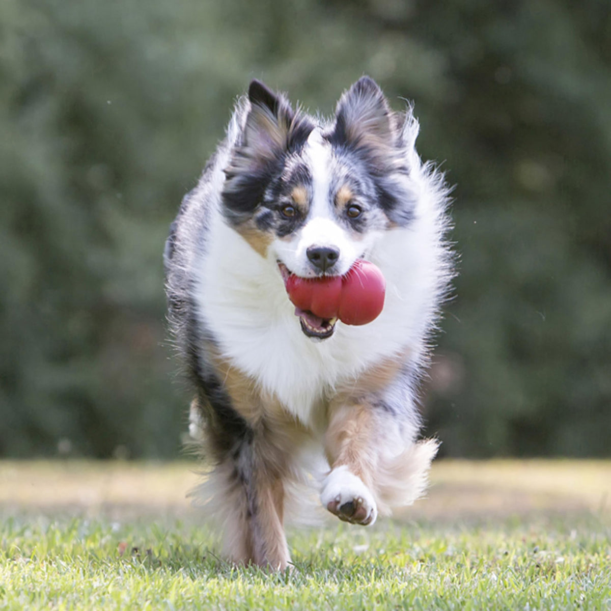 Classic Stuffable Natural Rubber Dog Toy A5398
