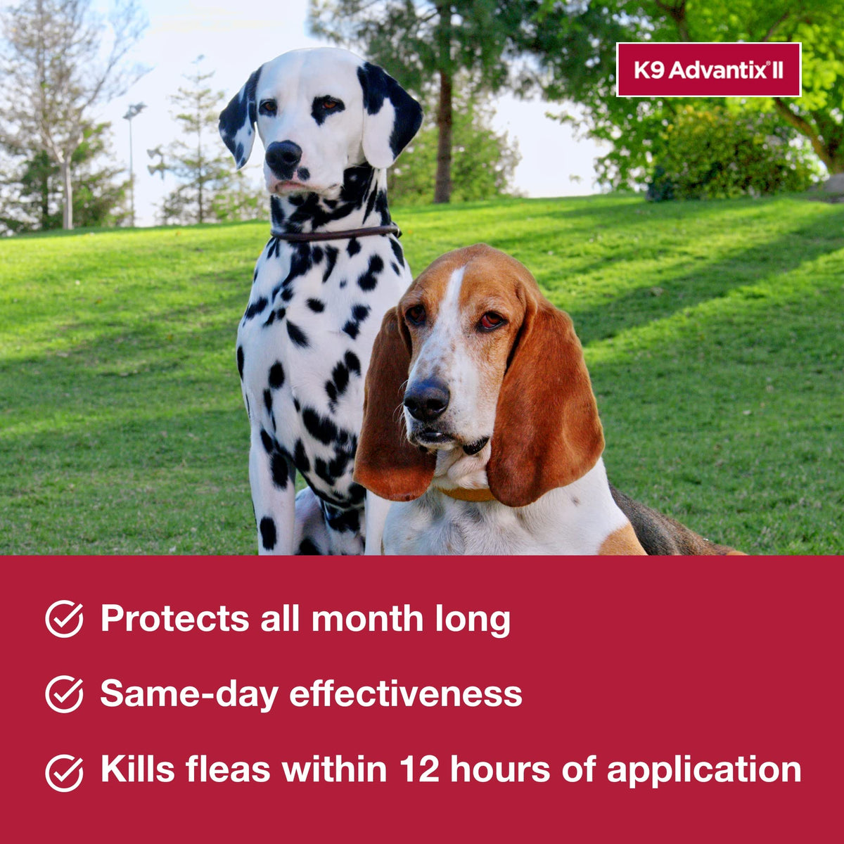 Flea & Tick Topical for Large Dogs 21–55 lbs., 2ct S7971