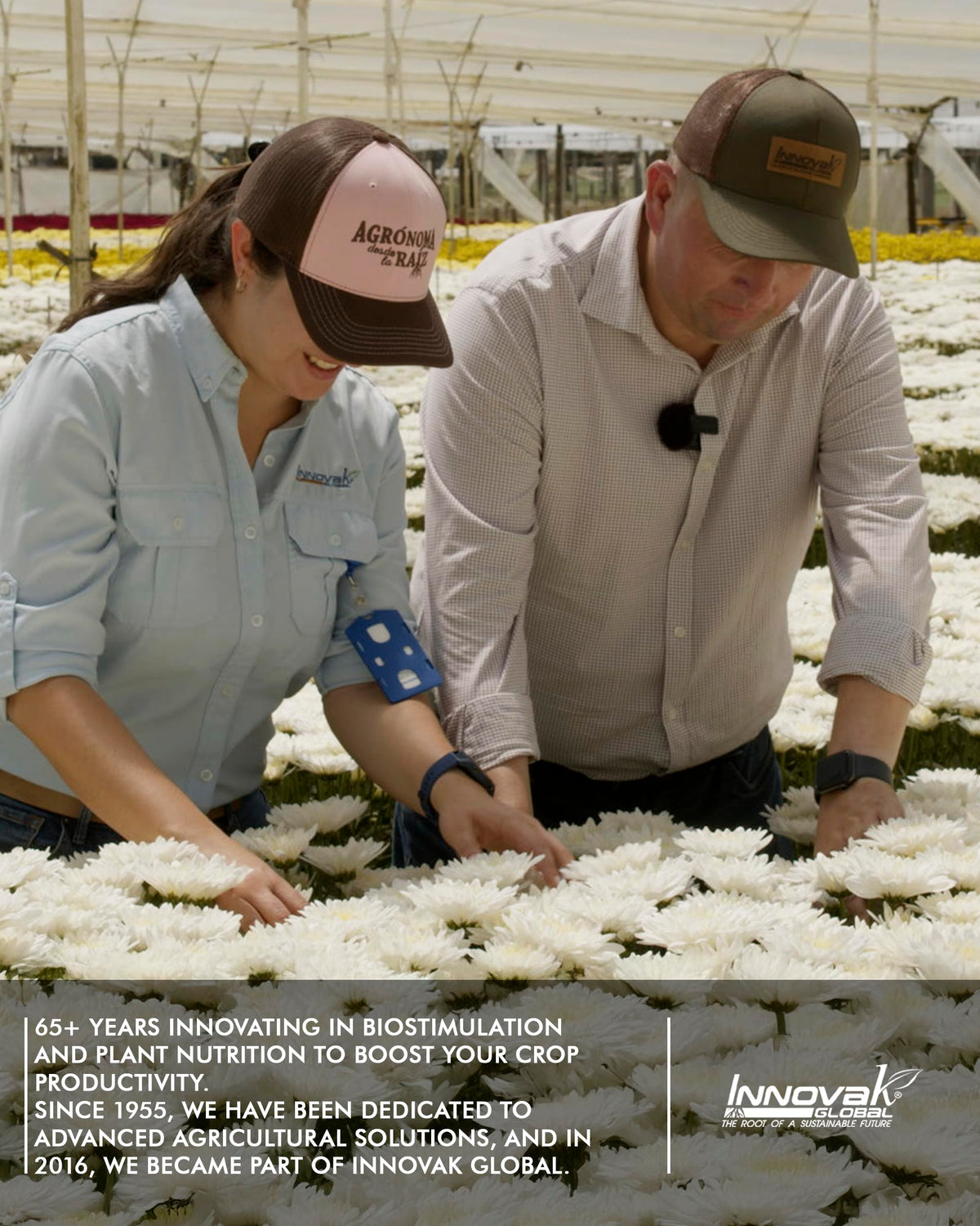 Liquid Calcium Fertilizer for Tomatoes and Vegetables A63467