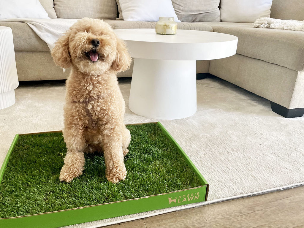 Real Grass Dog Pee Pads Medium 24x20 N892