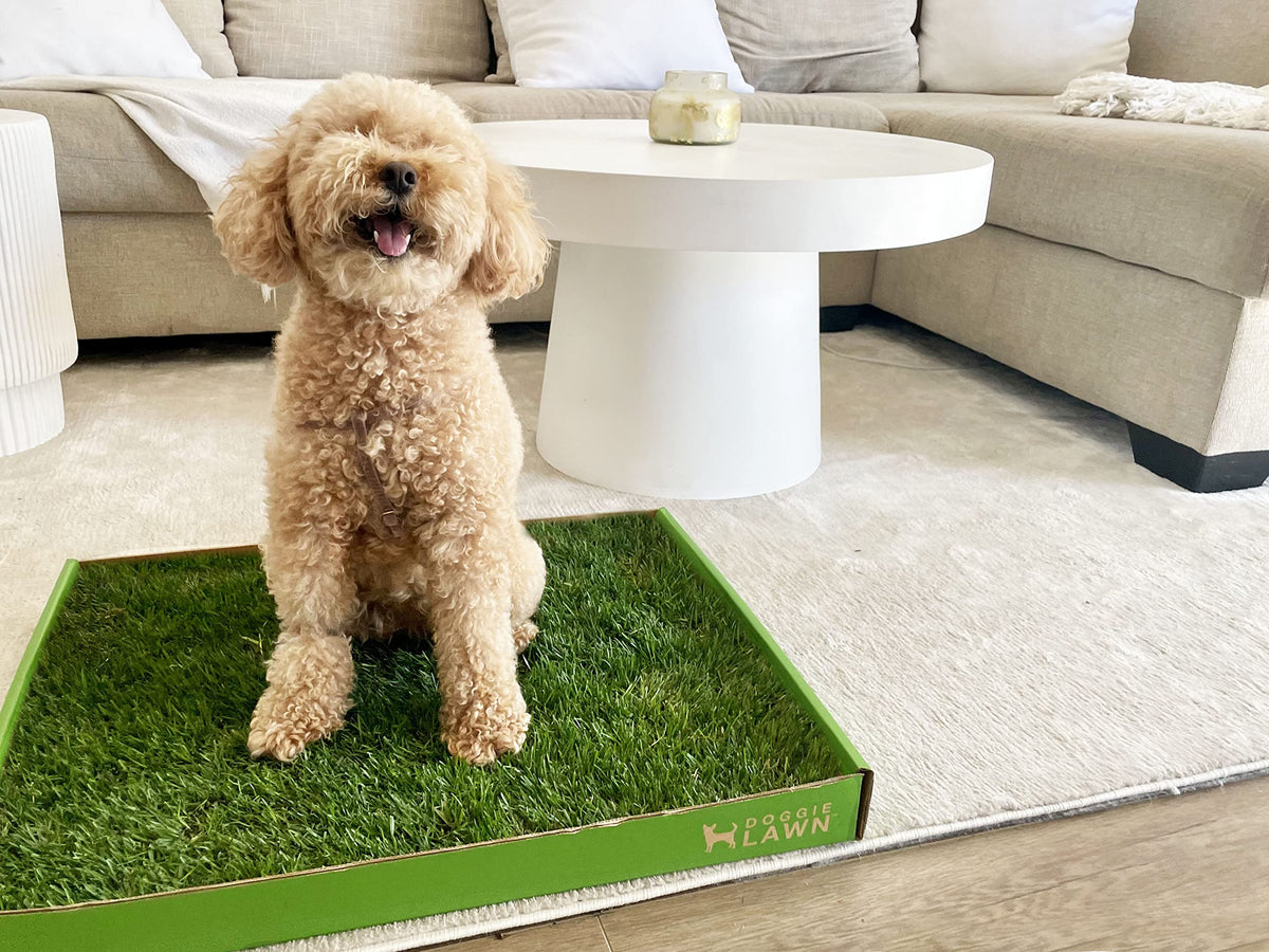 Real Grass Dog Pee Pads Medium 24x20 N892
